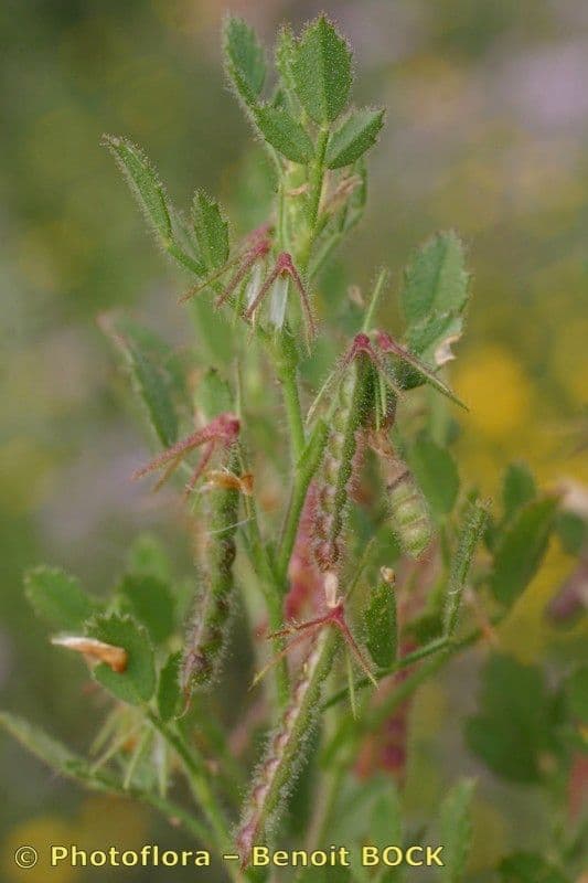 Groggelaria 3