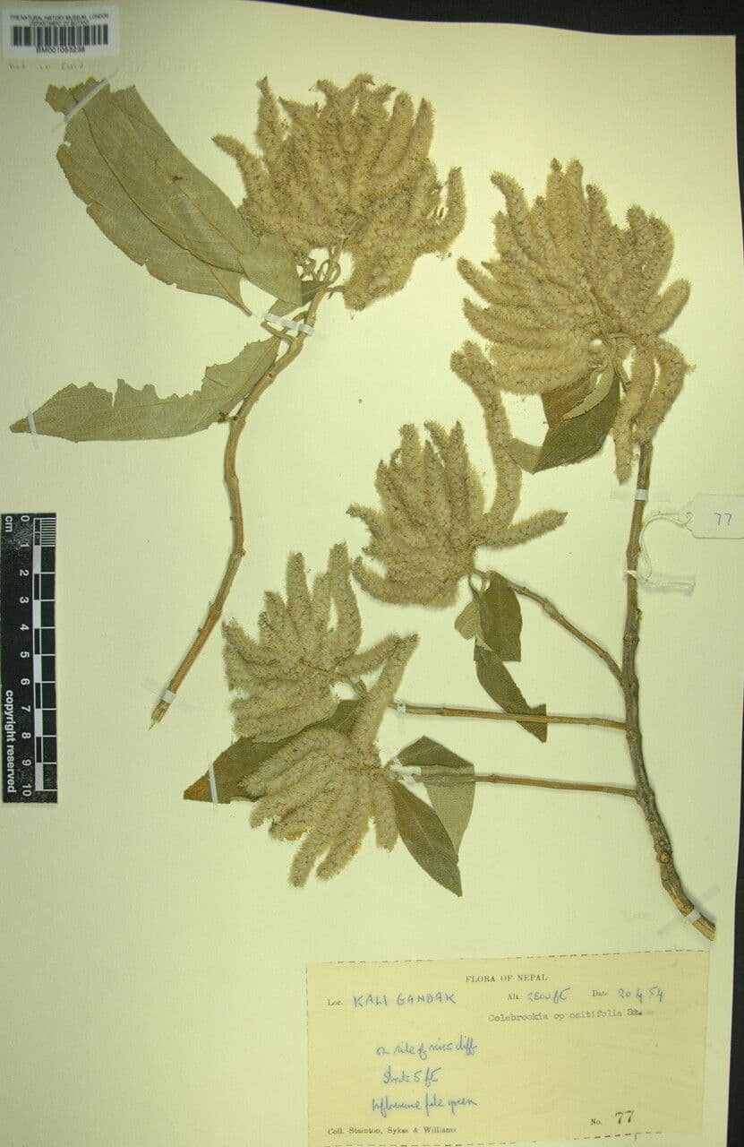 Colebrookea 12