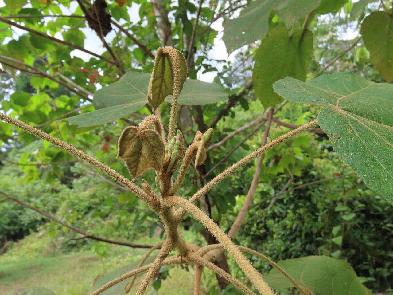 Croton 6