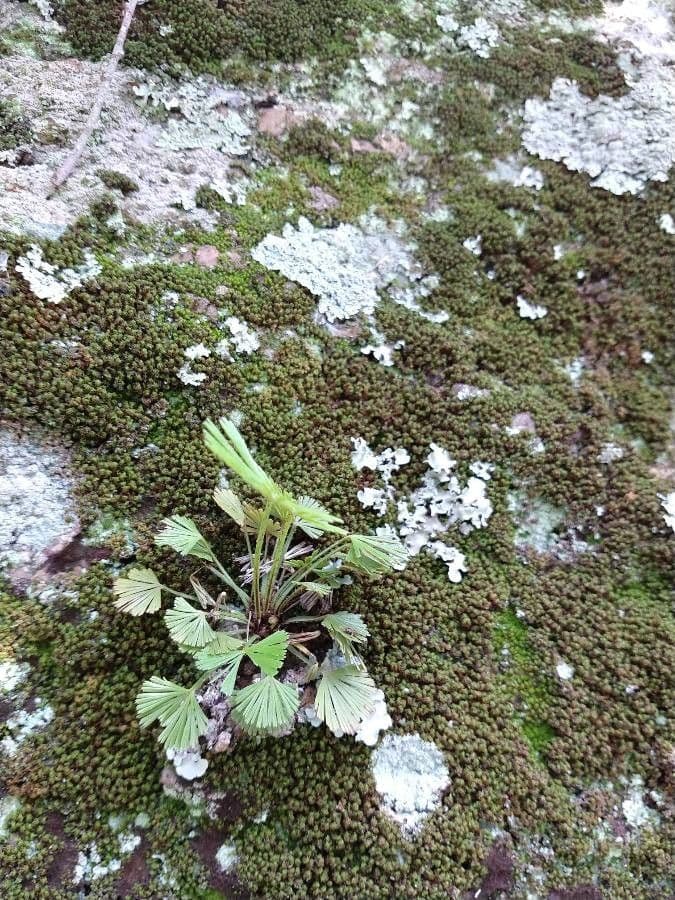 Elaphoglossum peltatum 13
