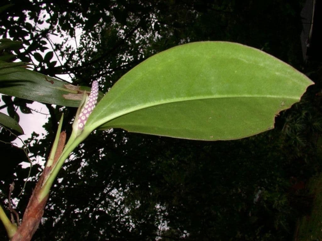 Anthurium 13