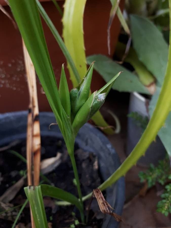 Cipura