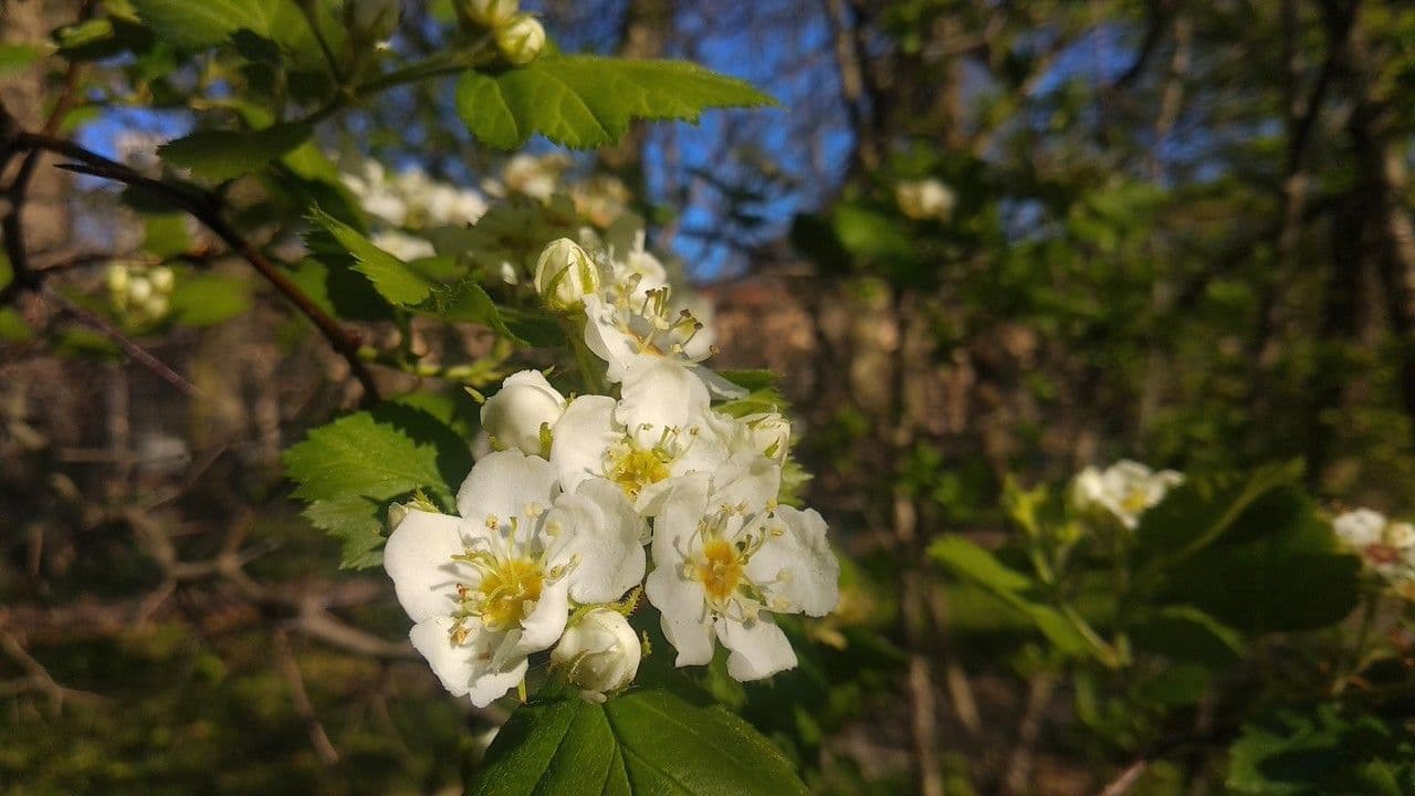 Głóg Arnolda 5