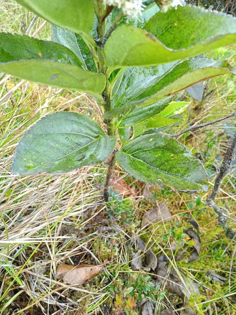 Plum-leaved Baccharis 16