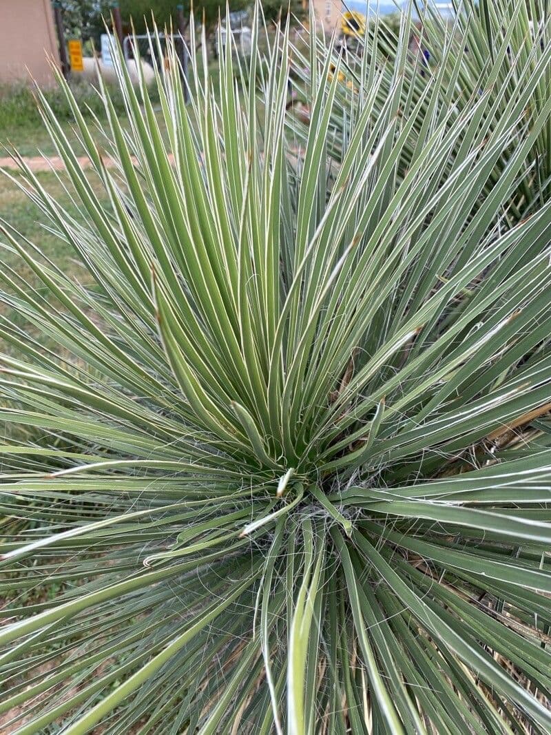 Schmalblättrige Yucca 15