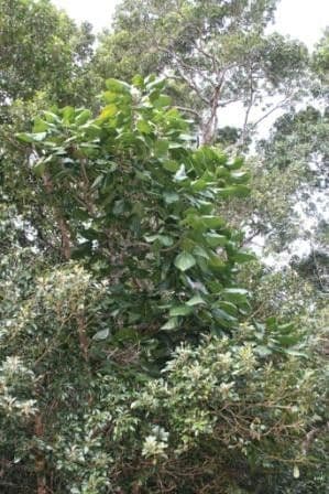 Acropogon 5