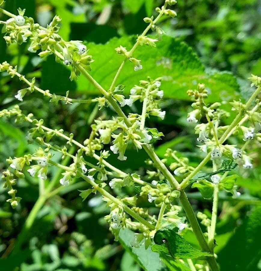 Lepechinia 5