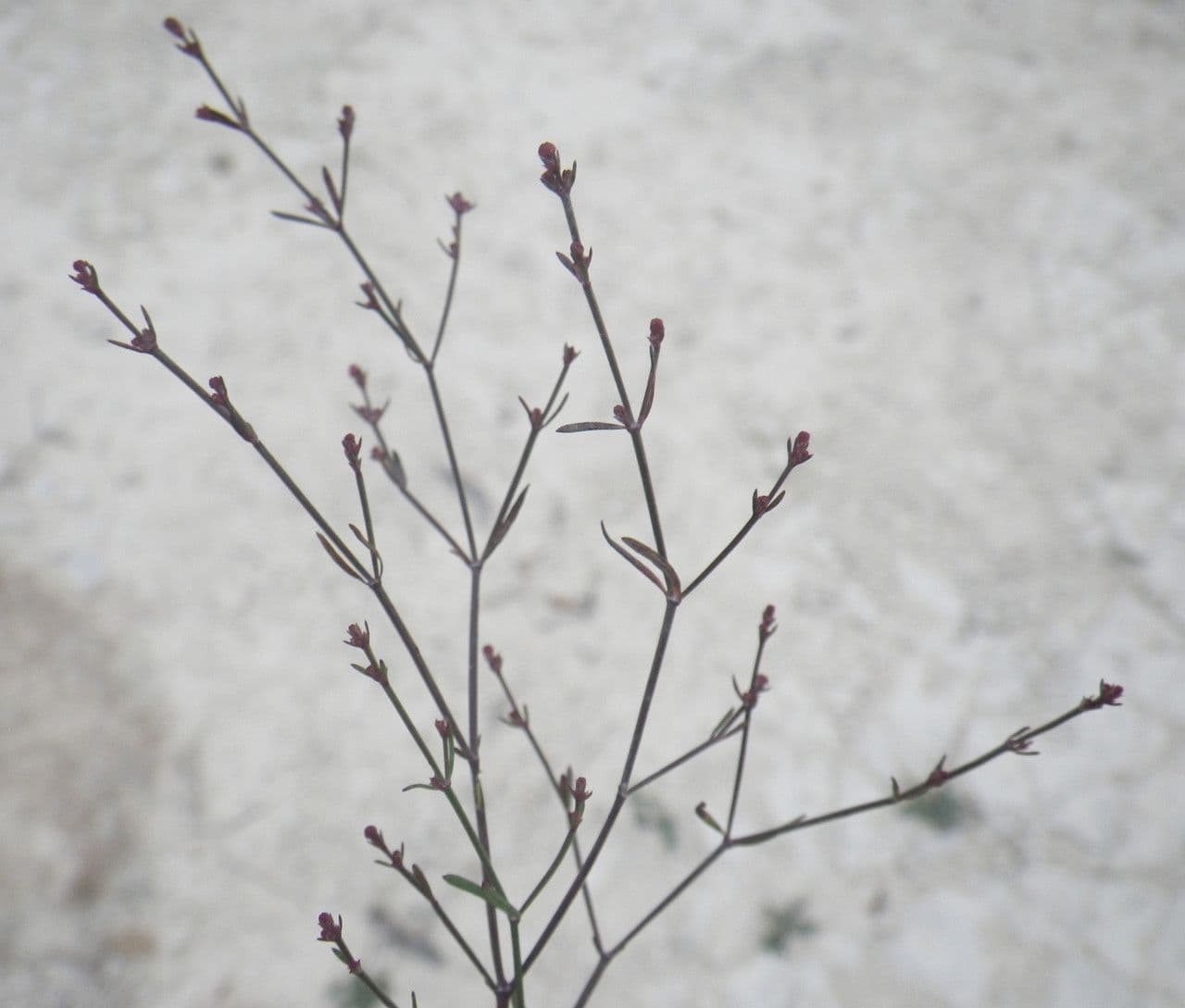 Asperula 2