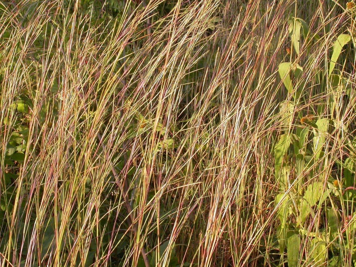 Erba della prateria 6