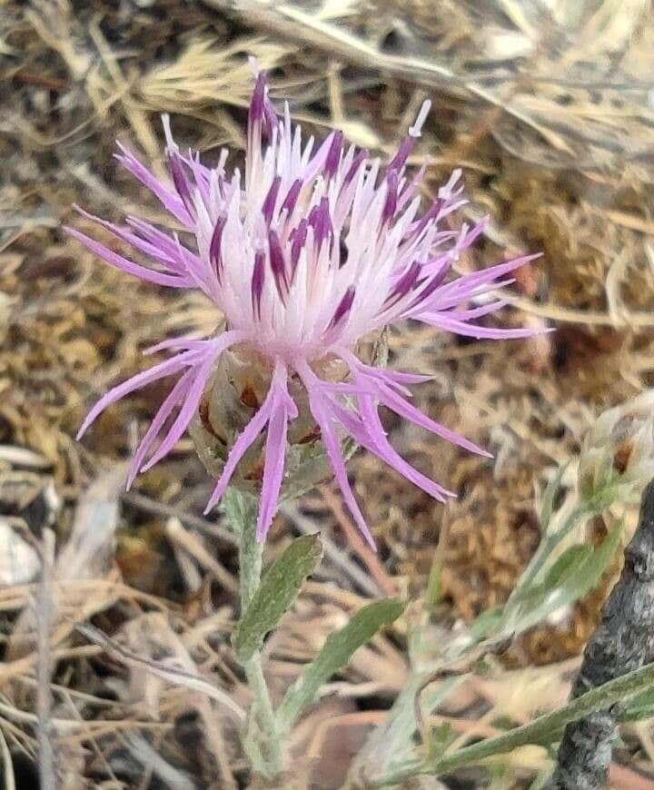 Weiße Flockenblume