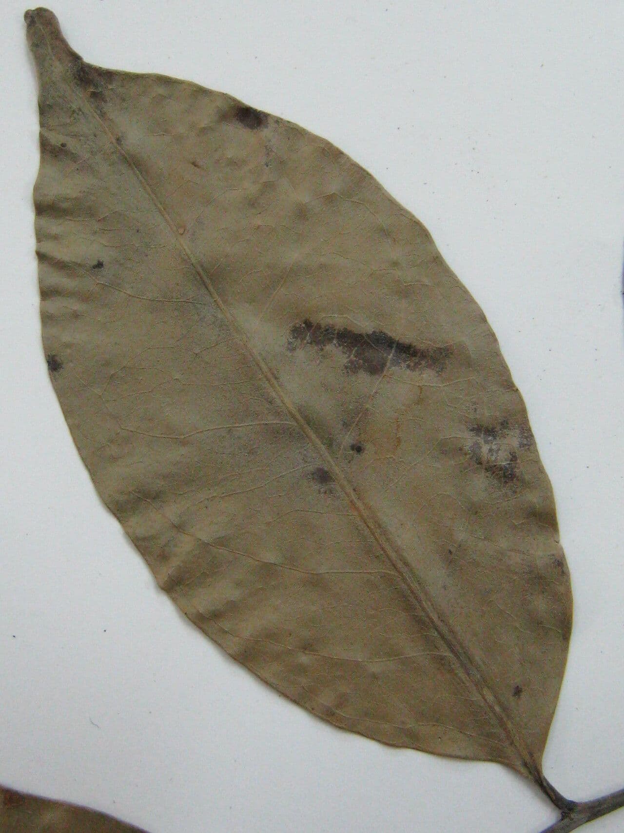 Maytenus 15