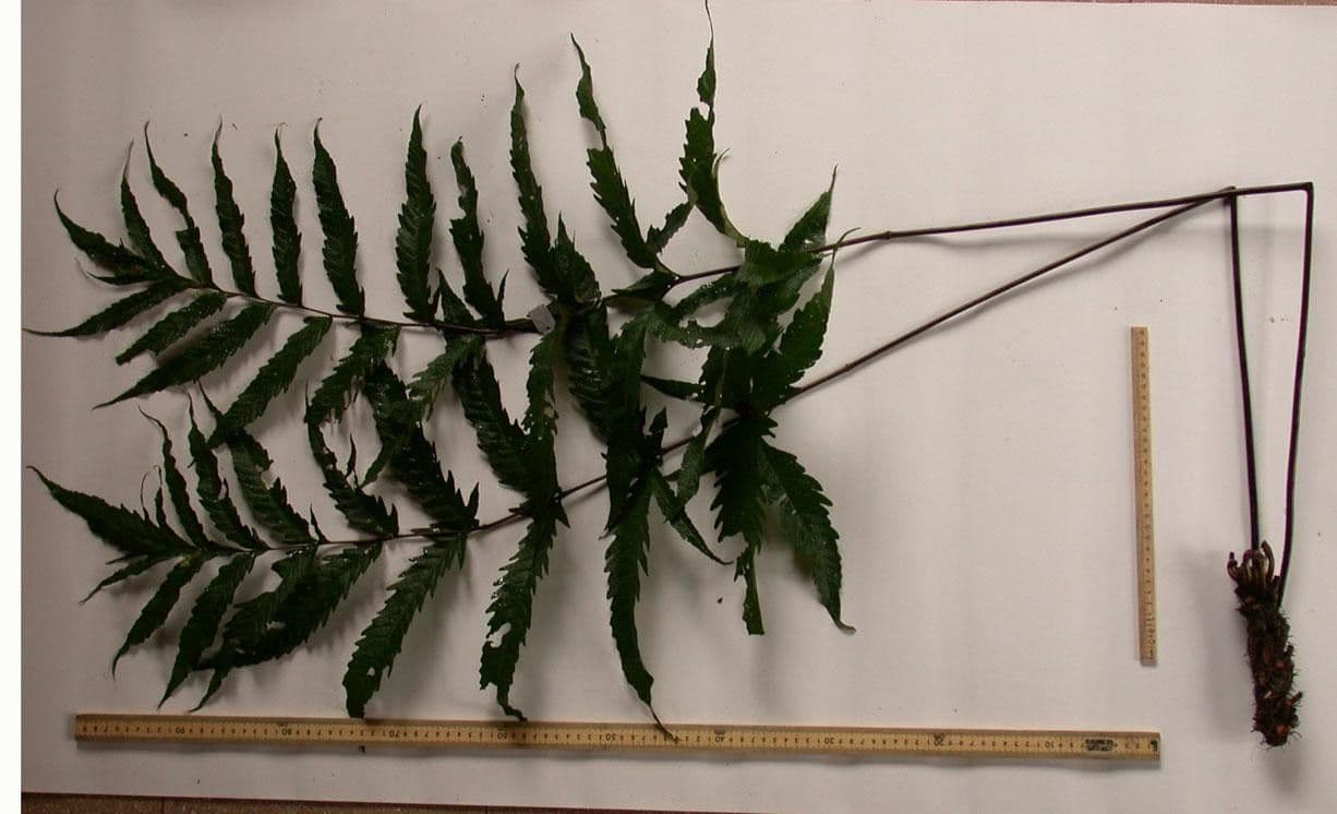 Tektaria wcinana 12