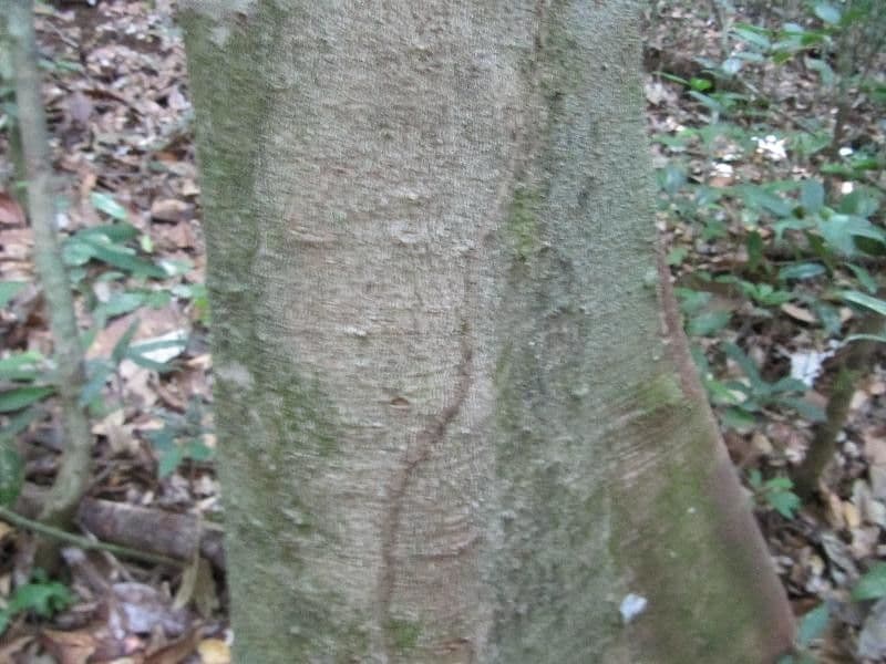 Demerara-Kopalholzbaum 2