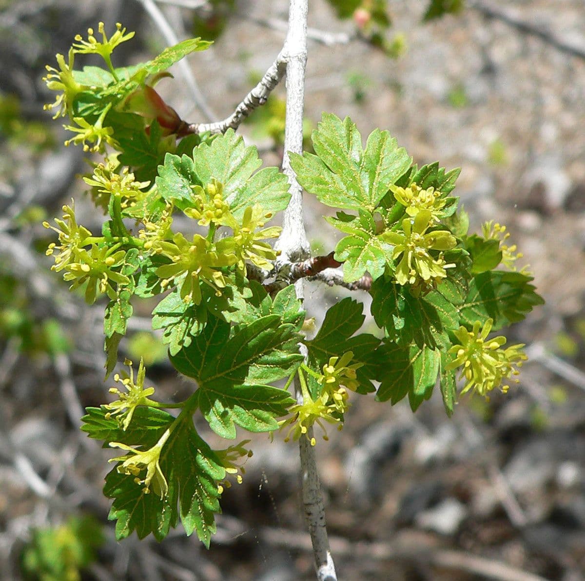 Érable glabrum 10