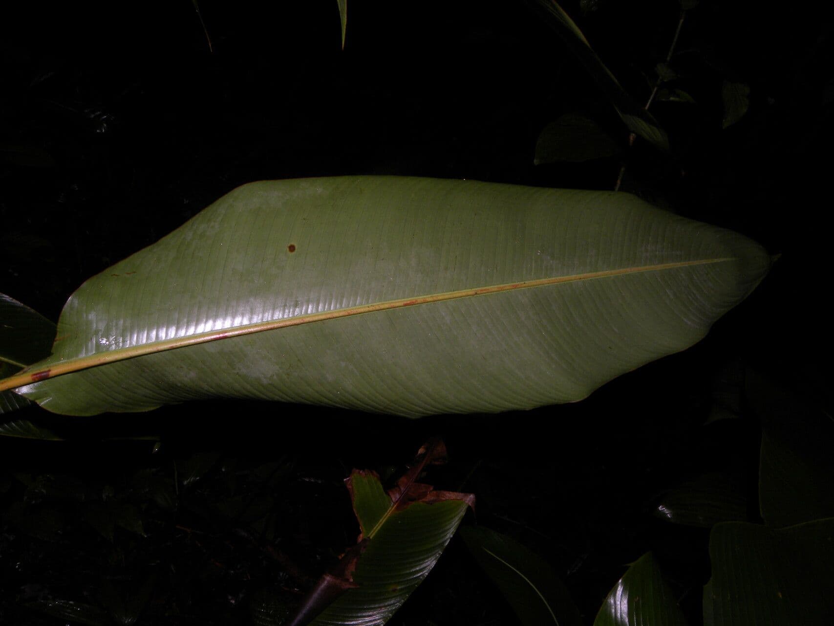Plantain selvatico
