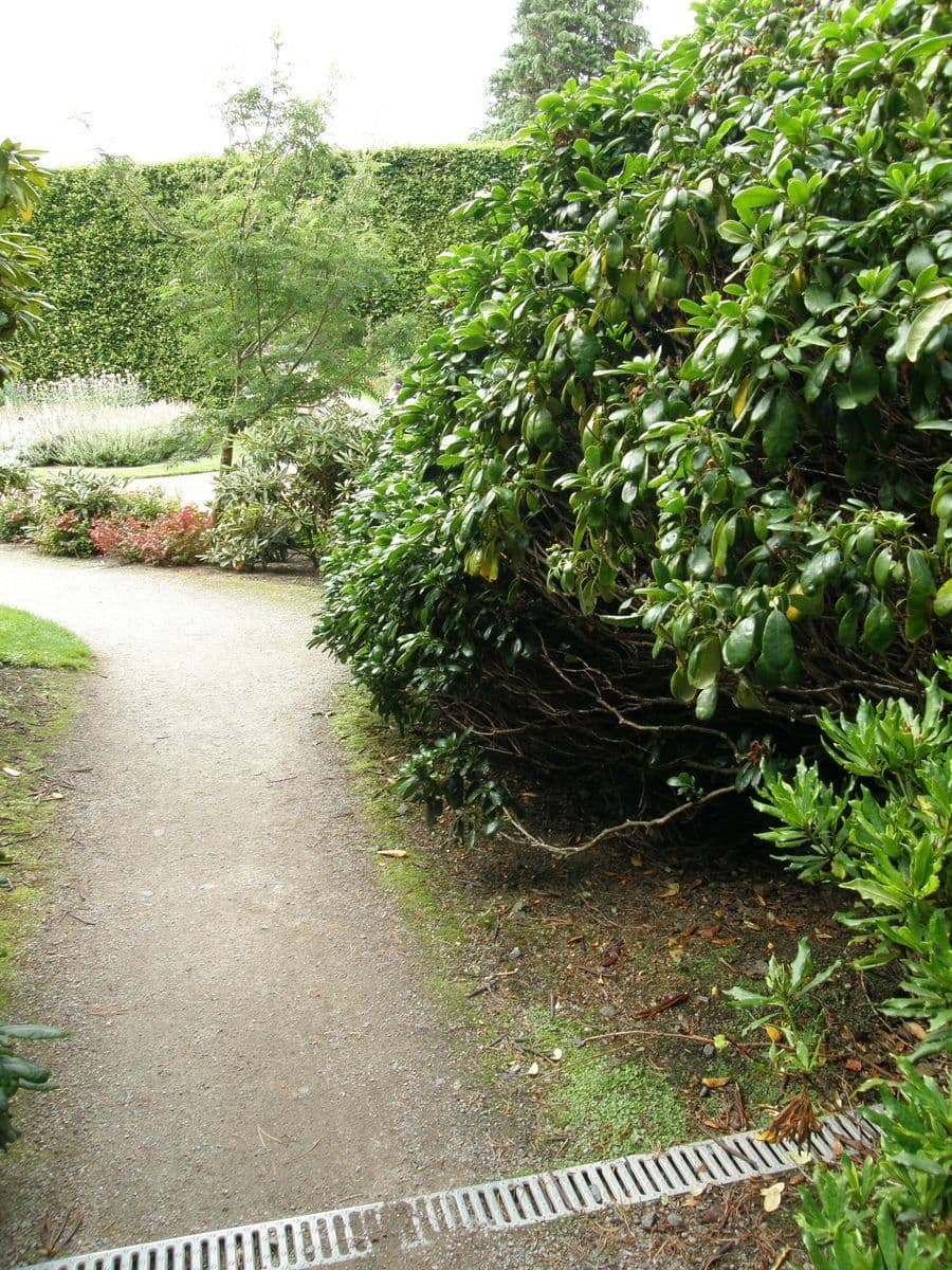 Rododendron 9