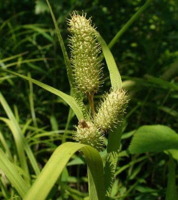 Carex 2