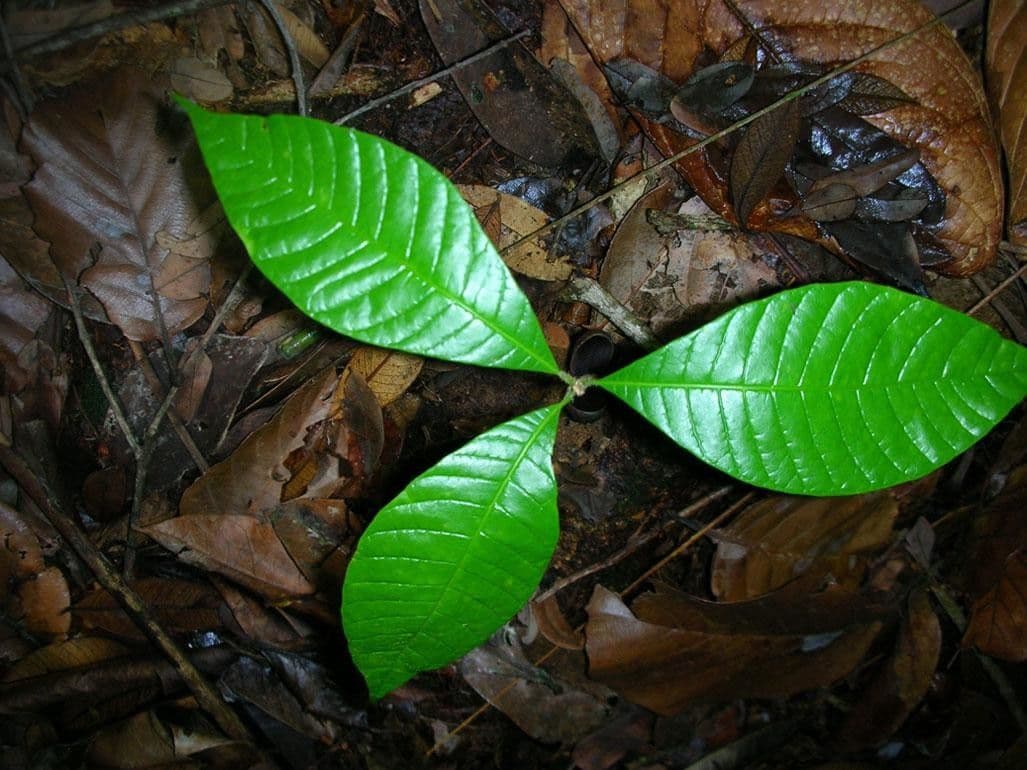 Pouteria bracteada 2