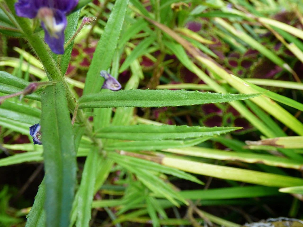 Angelonia 9