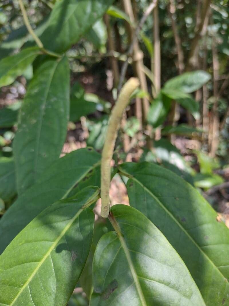 Baum-Pfeffer 4
