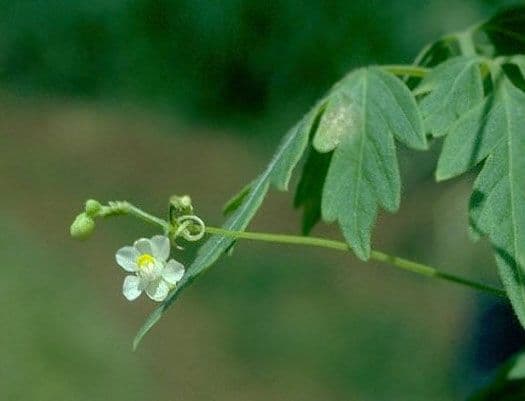 Cardiosperma 7