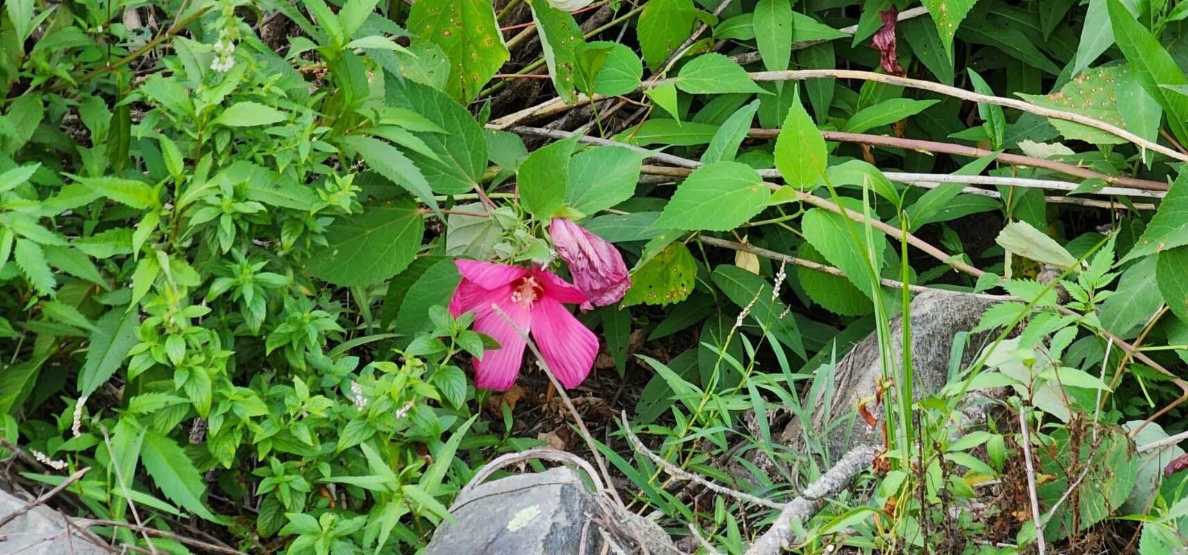 Hibiscus grandiflorus 9