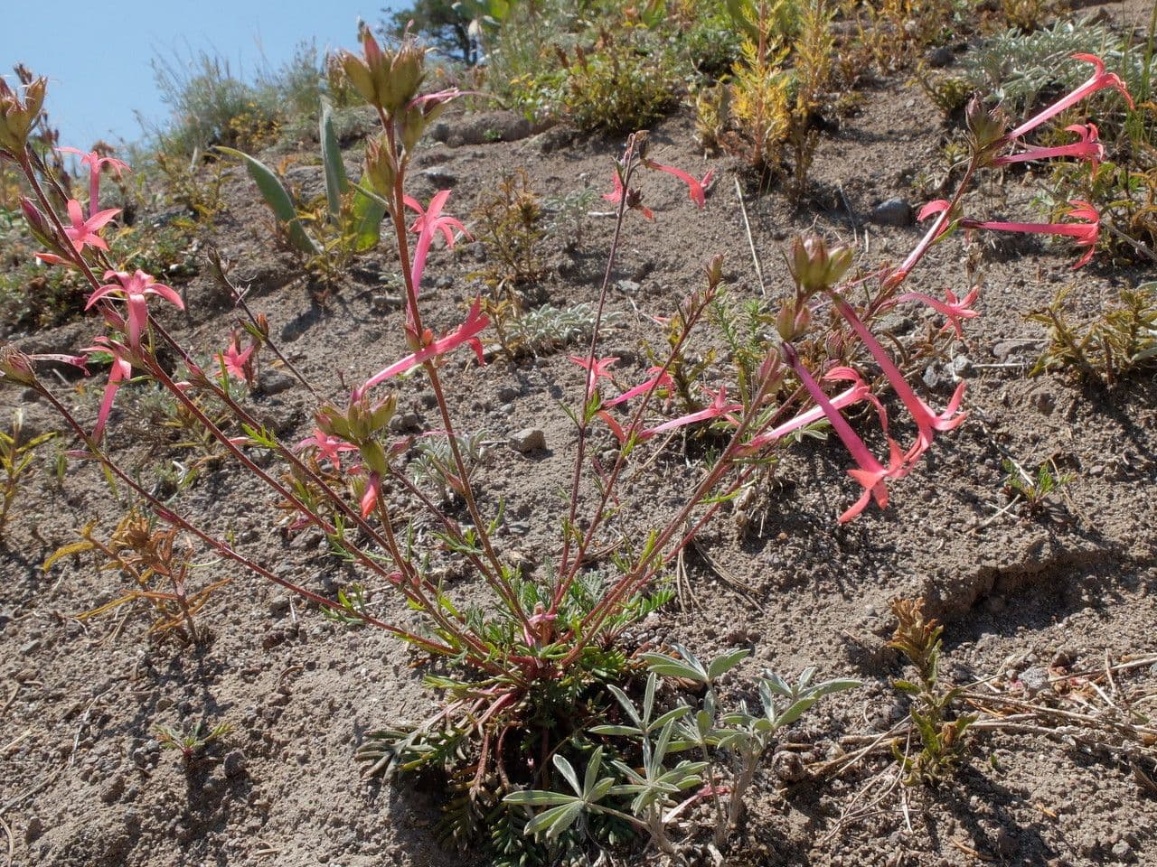 Ipomopsis wąskorurkowata 7