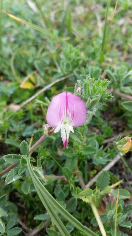 Ononide spinosa 10