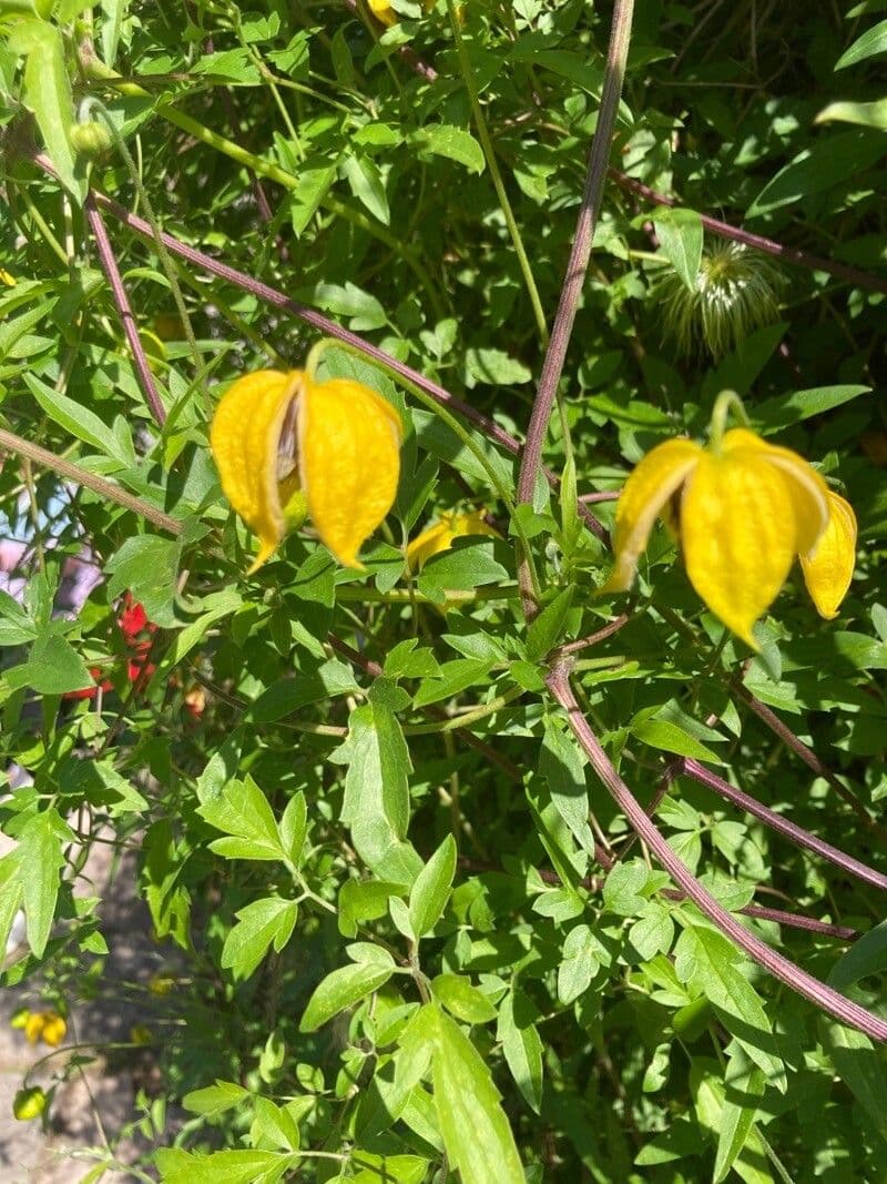 Clematis 16