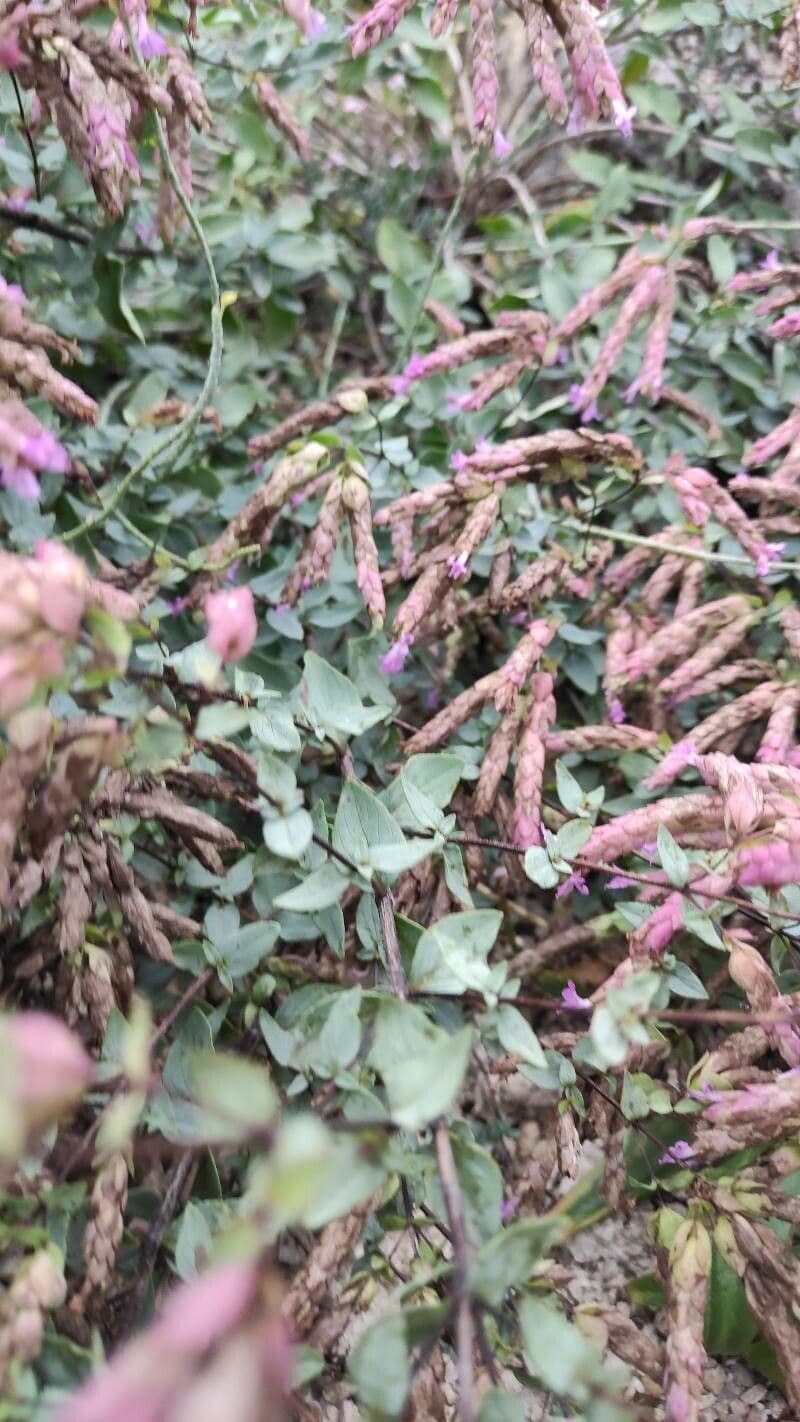 Oregano 3