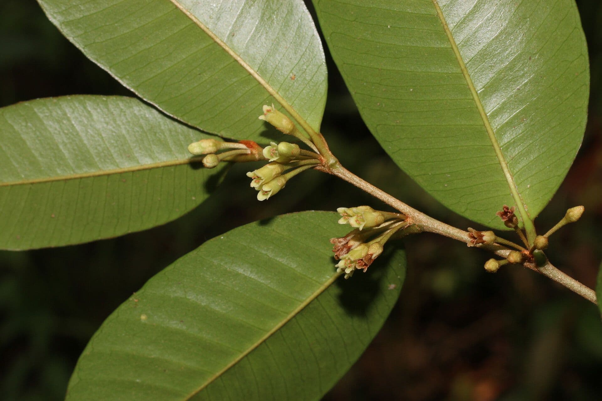 Chrysophyllum 7