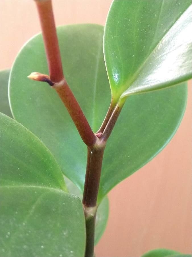 Peperomia 20