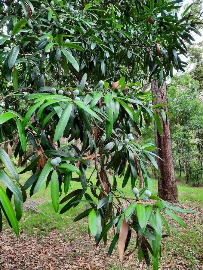 Hohe Podocarpus 13