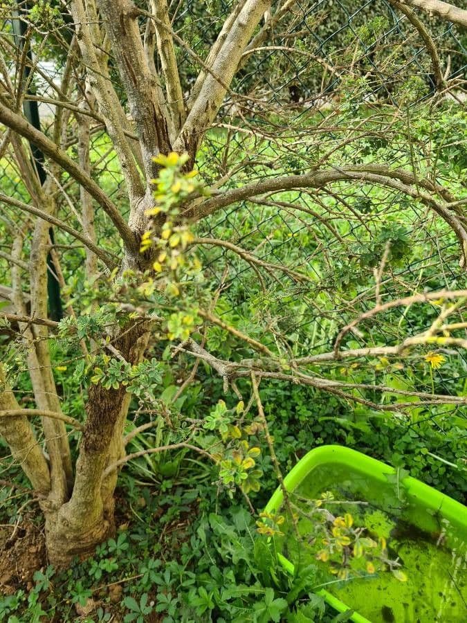 Genista canariensis 10