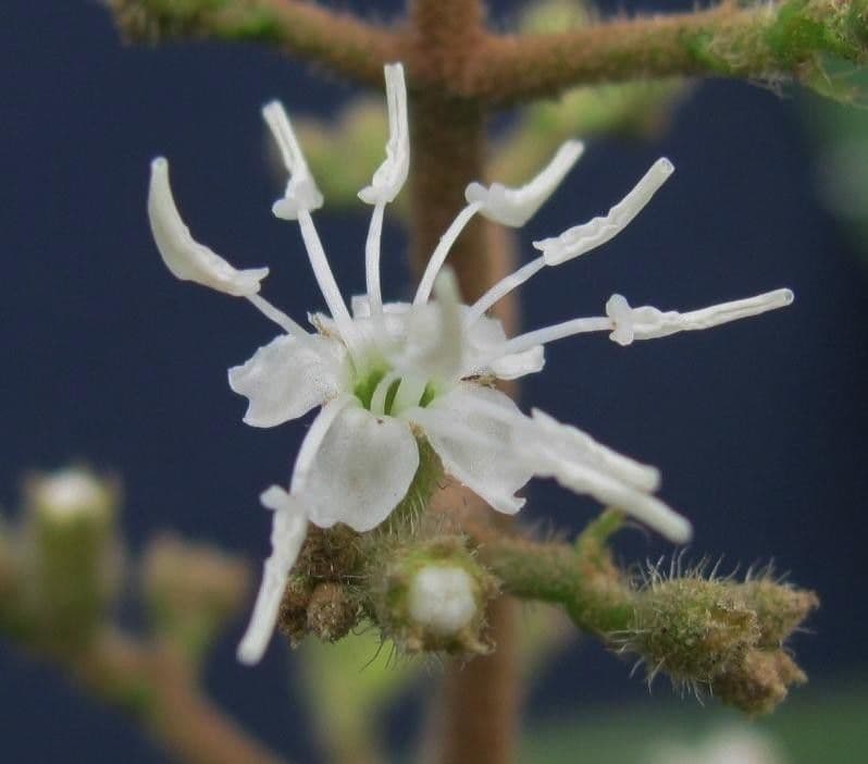 Miconia di Ibagué 3