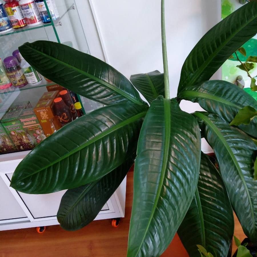 Dieffenbachia 2