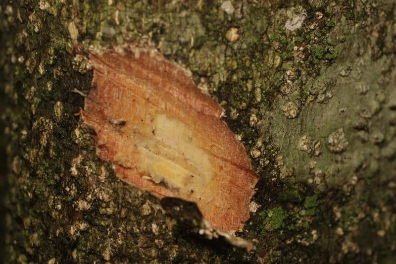Parinari 6