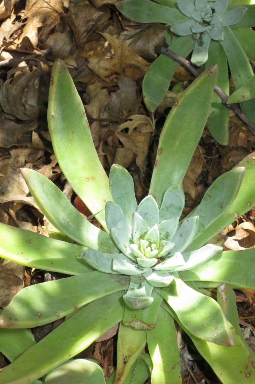 Dudleya costera 8
