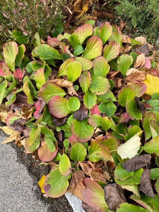 Bergenia cordifolia 14