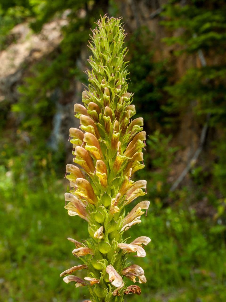 Pedicularis bracteosa 7