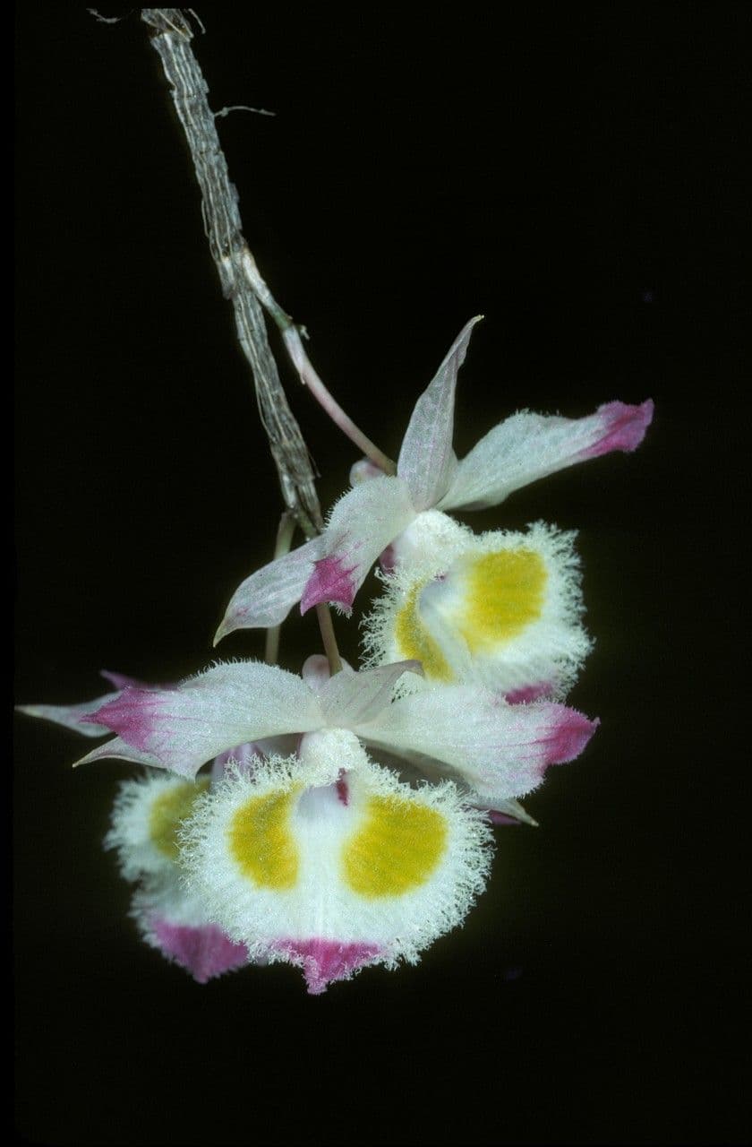 Dendrobium 4