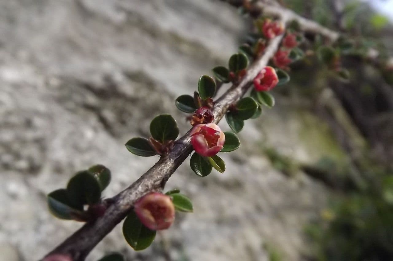 Cotoneaster 8