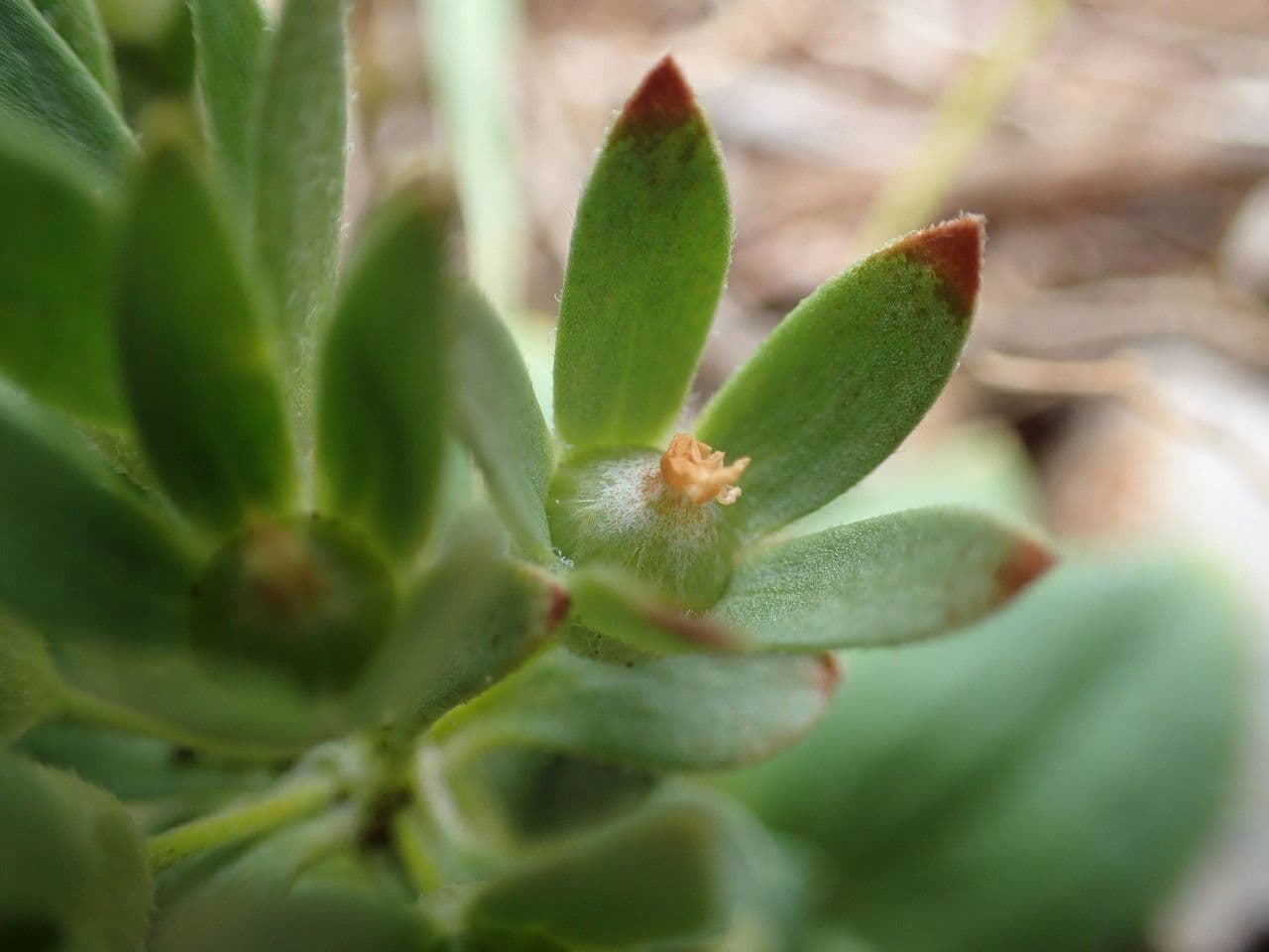 Androsace maxima 5