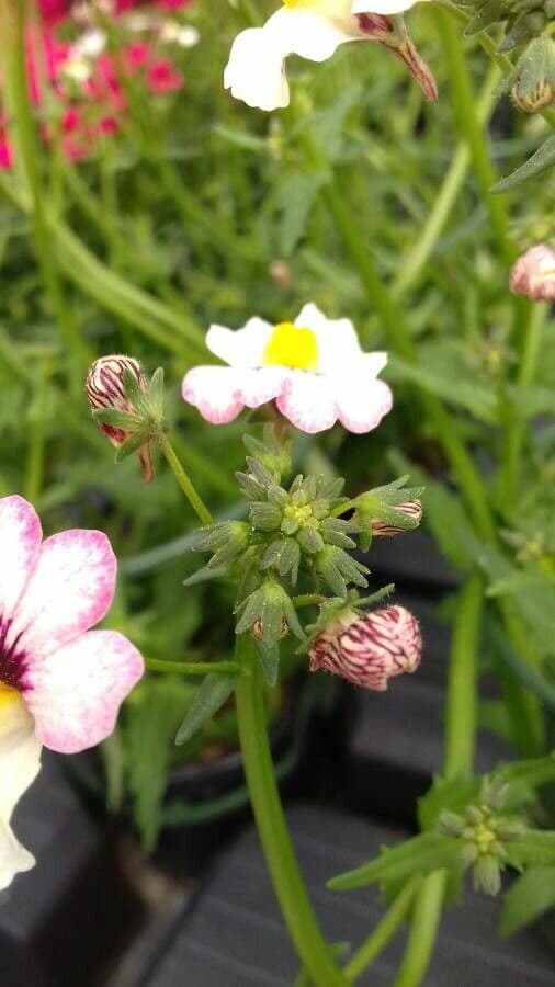 Nemesia 18