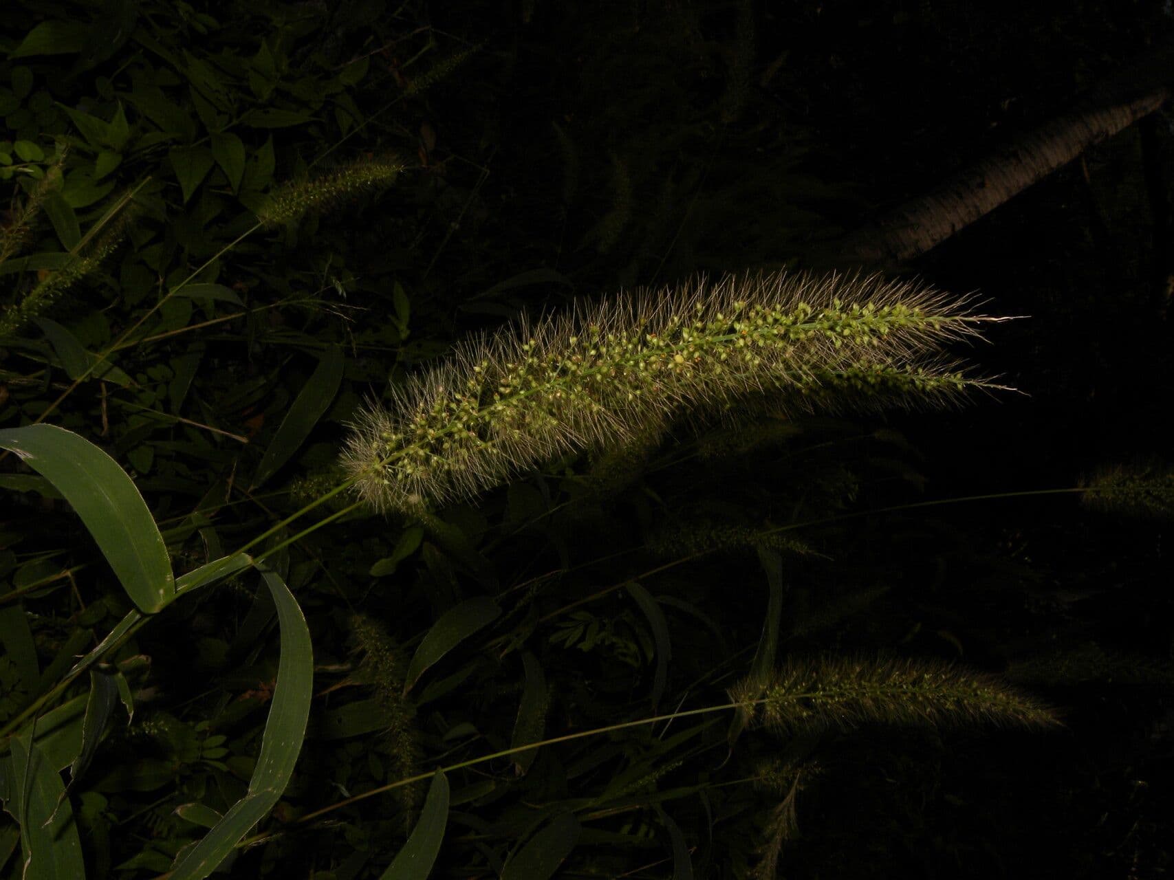 Setaria