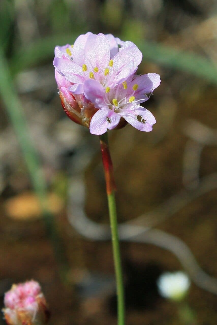 Armeria 9