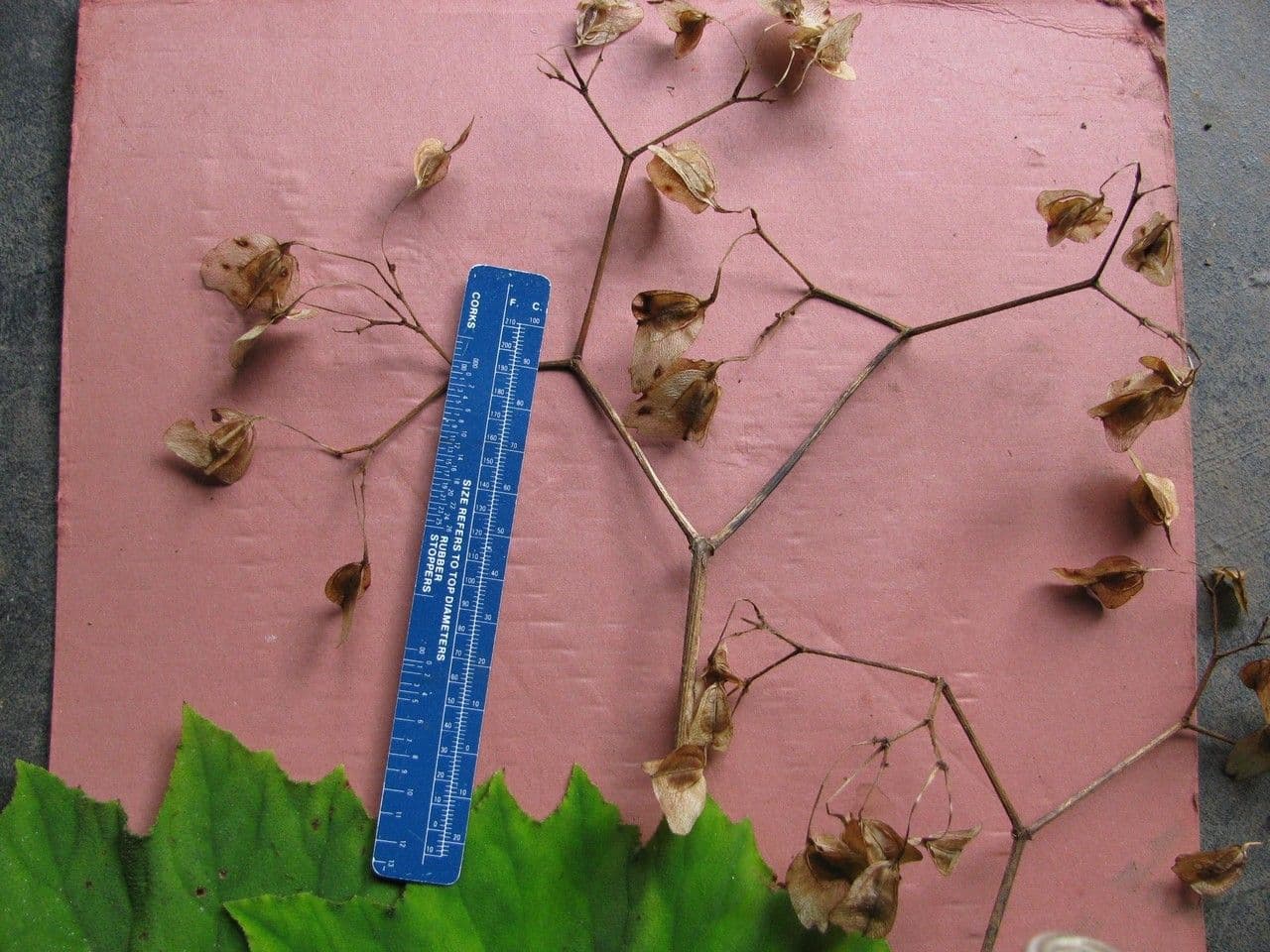 Begonia 22