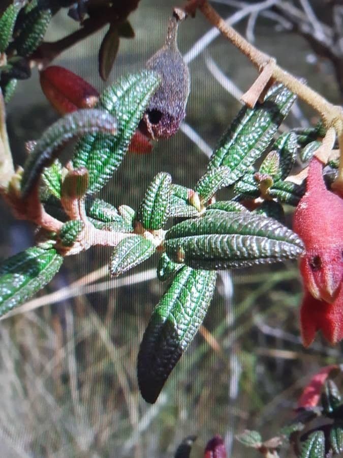 Brachyotum ledifolium 6