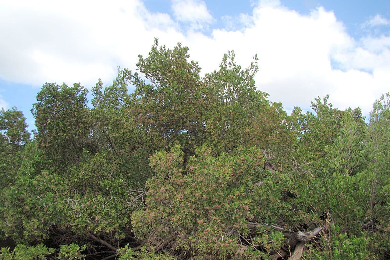 Lumnitzera 11