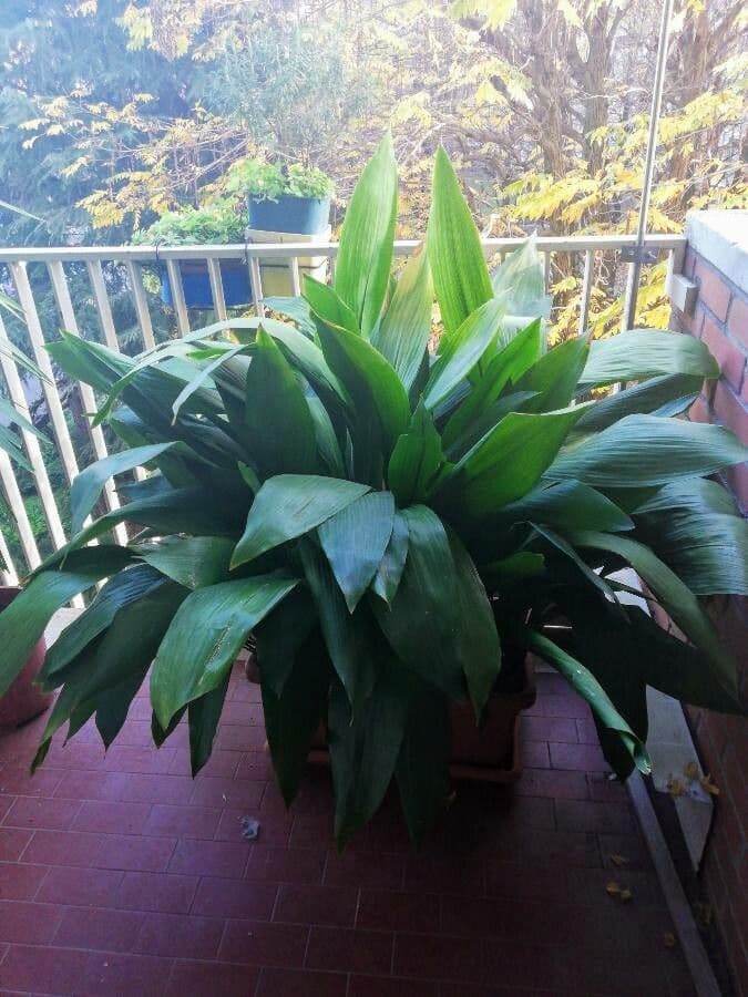 Schusterpalme 13